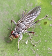 Hydromyza livens