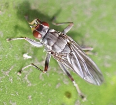 Hydromyza livens