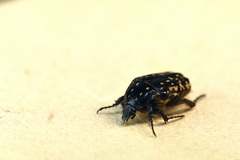 Oxythyrea noemi