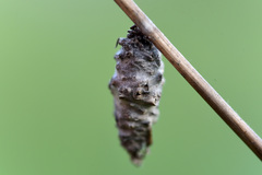 Phalacropterix bruandi