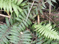 Diplazium esculentum