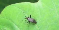 Adelphocoris triannulatus
