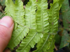 Diplazium esculentum