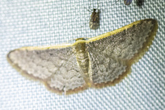 Idaea inversata