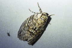 Discophlebia celaena