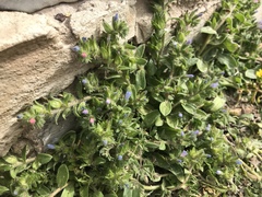 Echium parviflorum