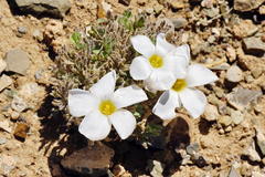 Oxalis densa
