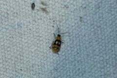 Paranapiacaba connexa