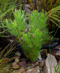 Serruria inconspicua