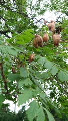 Koelreuteria paniculata