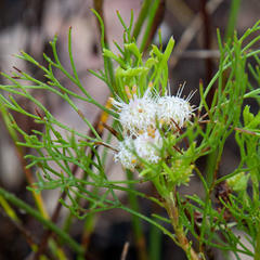 Serruria inconspicua