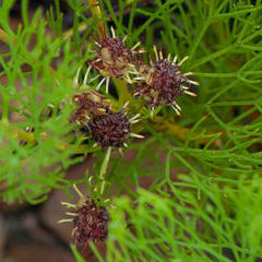 Serruria inconspicua