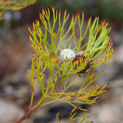 Serruria inconspicua