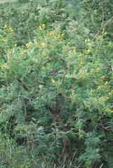 Vachellia natalitia