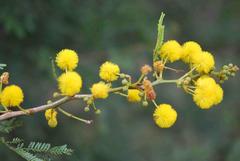 Vachellia natalitia