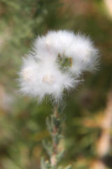 Eriocephalus luederitzianus