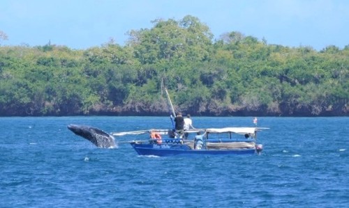 Humpback whale