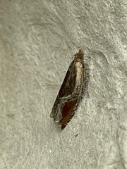 Ancylis unculana