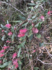 Grevillea barklyana