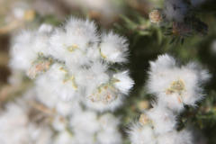 Eriocephalus luederitzianus
