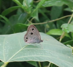 Ypthima multistriata