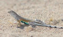 Callisaurus draconoides rhodostictus