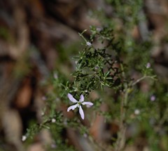 Philotheca salsolifolia