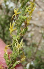 Manulea obovata