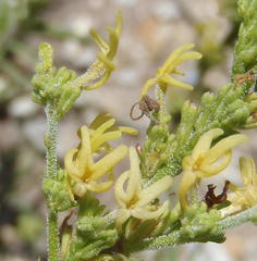 Manulea obovata