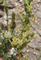 Manulea obovata