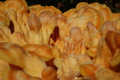 Conifer Chicken of the Woods