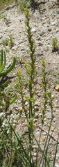 Manulea obovata
