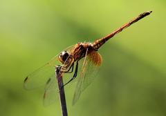 Trithemis pluvialis