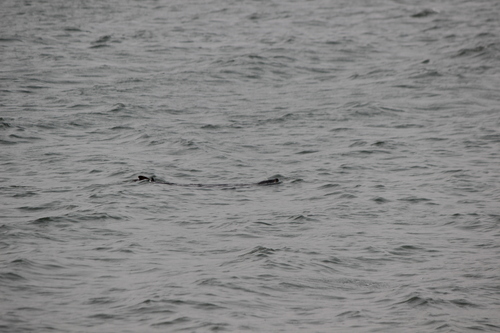 photo of Pacific Harbor Seal (Phoca vitulina richardii)