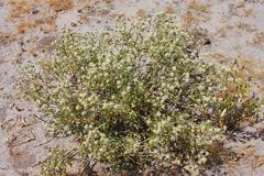 Leucosphaera bainesii