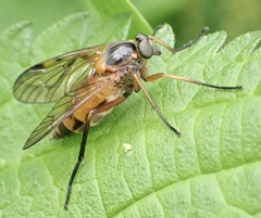 Rhagio immaculatus