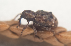 Sthereus quadrituberculatus