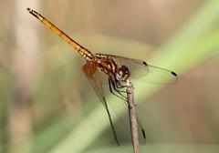 Trithemis pluvialis