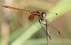 Trithemis pluvialis