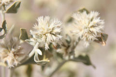 Leucosphaera bainesii