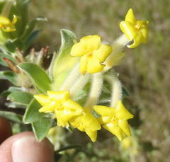 Lasiosiphon anthylloides