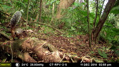 Sciurus stramineus
