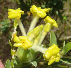 Lasiosiphon anthylloides