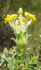 Lasiosiphon anthylloides