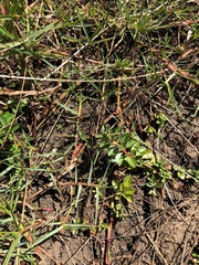 Ludwigia peploides montevidensis