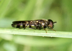 Pyrophaena rosarum
