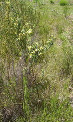 Lasiosiphon anthylloides