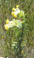 Lasiosiphon anthylloides