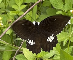 Papilio castor