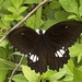 Common Raven Butterfly - Photo (c) suchihfen, some rights reserved (CC BY-NC)